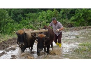 İlkel yöntemlerle pirinç ekimi