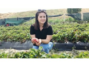 Genç ziraat mühendisi Söke Ovası’nda çilek üretti