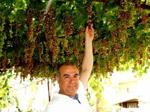 Sarıgöl’de mevsimin ilk üzümü yetişti