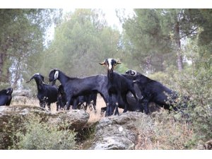 Aydın’da keçicilik gelişiyor