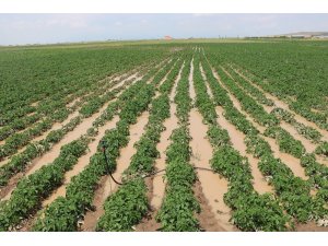 Niğde’de patates tarlaları su altında kaldı