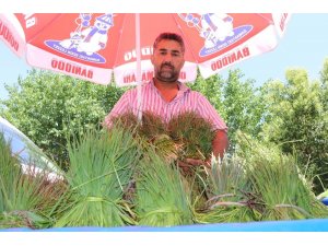 Siirt’te peynir yapımında kullanılan ’Sirik’ otu piyasaya çıktı