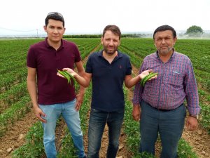 Avrupa’nın biberi Yenişehir’den