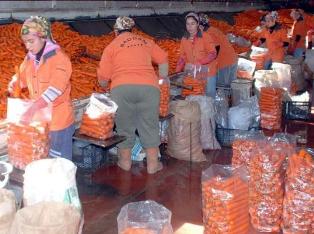 Ereğli'de havuç mesaisi