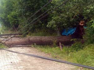 Daday’da şiddetli yağmur ağaçları devirdi
