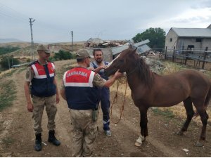 At hırsızı yakalandı