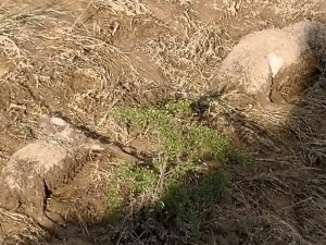 Kırşehir’de sele kapılan koyunlar telef oldu