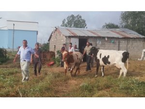 Dedektif muhtar çalıntı inekleri buldu