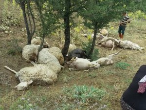 Denizli’de üzerine yıldırım düşen 15 koyun telef oldu