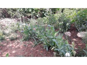 Tokat’ta haşhaş operasyonu