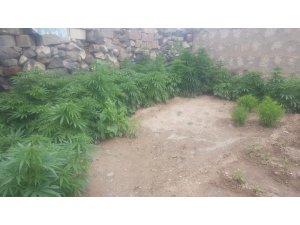 Derinkuyu’da 183 kök Hint keneviri ele geçirildi