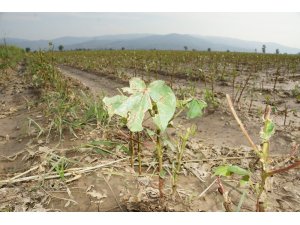 5 bin dönemim pamuğu yerle bir eden dolu 10 milyonluk zarara yol açtı
