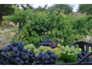 Tarsus’ta üzüm hasadı başladı