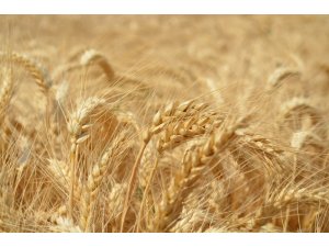 Üniversitede tarla günleri