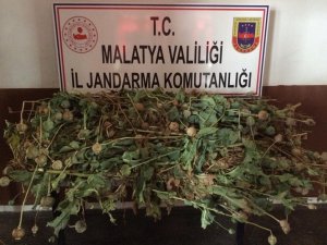 Kayısı bahçesinde haşhaş ele geçirildi