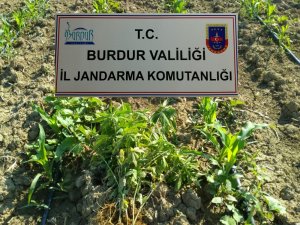 Jandarmadan kenevir operasyonu