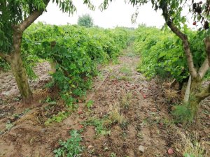 Turgutlu’da sağanak yağış tarım arazilerini vurdu