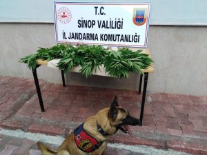 Sinop’ta jandarma ekiplerinden kenevir operasyonu