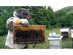 Balları çaldılar, arıları telef ettiler