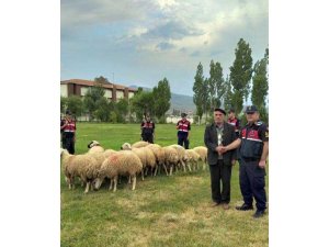 21 koyunu çalarak 11 bin TL’ye sattılar