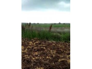 Tilkinin fare avı kamerada