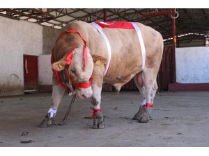 Büyükbaş fiyatları son 10 yılda yüzde 374 arttı