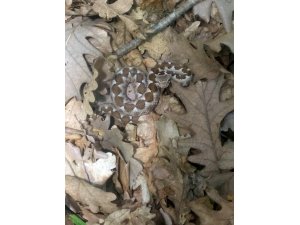 Tekirdağ’da zehirli yılan paniği