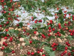 Isparta’da elma, kiraz ve şeftaliyi dolu vurdu