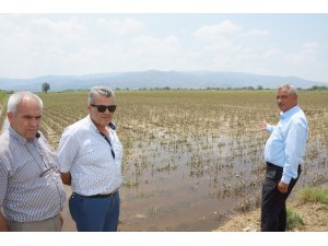 Aydın çiftçisi 30 bin dönüm alanda 40 milyon lira zararda