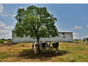 Balıkesir’de orman köylüsüne 6 milyon faizsiz destek