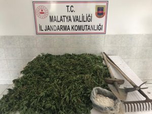 Jandarmadan eş zamanlı kenevir operasyonları