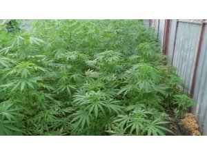 Antalya’da uyuşturucu operasyonu: 3 gözaltı