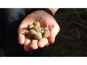 Kazdağları’nda orkide hasadı başladı