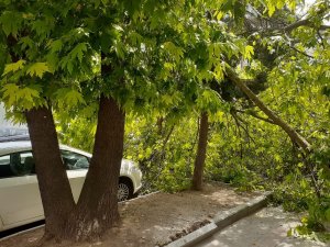 Başkent’te üzerine ağaç devrilen vatandaş yaralandı
