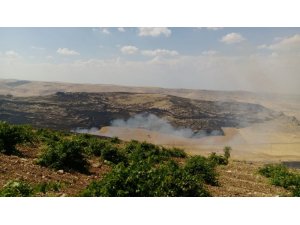 Mardin’de bin dönümlük ağaçlık alan kül oldu