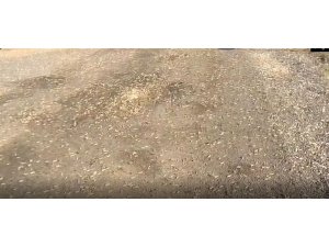 Siverek’te çekirge istilası