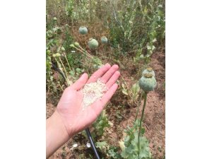 Eskişehir’de 14 bin 780 kök haşhaş imha edildi