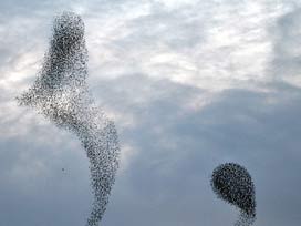 Binlerce kuşun muhteşem gösterisi VİDEO