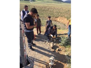 Van’da köpek kurtarma operasyonu