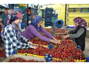 Simav’dan kiraz ihracatı