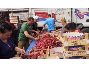 Şaphane’de kiraz üreticisinin son yağışlardan zararı yaklaşık 2 bin 500 ton