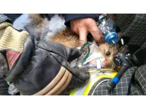 Rus itfaiyeciler yangından kurtardıkları kediyi hayata döndürdü