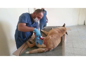 Ayakları kırılan köpek Van’a sevk edildi