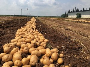 Yerli ve milli patates Nahita’da hasat başladı