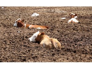 Erzincan’da inek kurtarma operasyonu