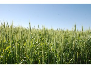 Aşırı yağışlar çiftçileri zorladı