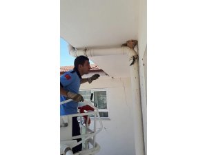 Binanın çatı kısmındaki boruya sıkışan kırlangıcı itfaiye kurtardı