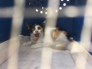 Araca sıkışan kediye ’playback’ kurtarma