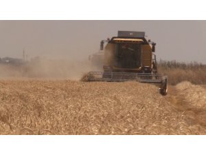 Şanlıurfa’da yerli tohumda hasat bereketi