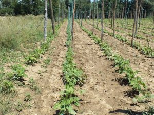 Çiftçinin umudu ’Pazaryeri boncuğu’